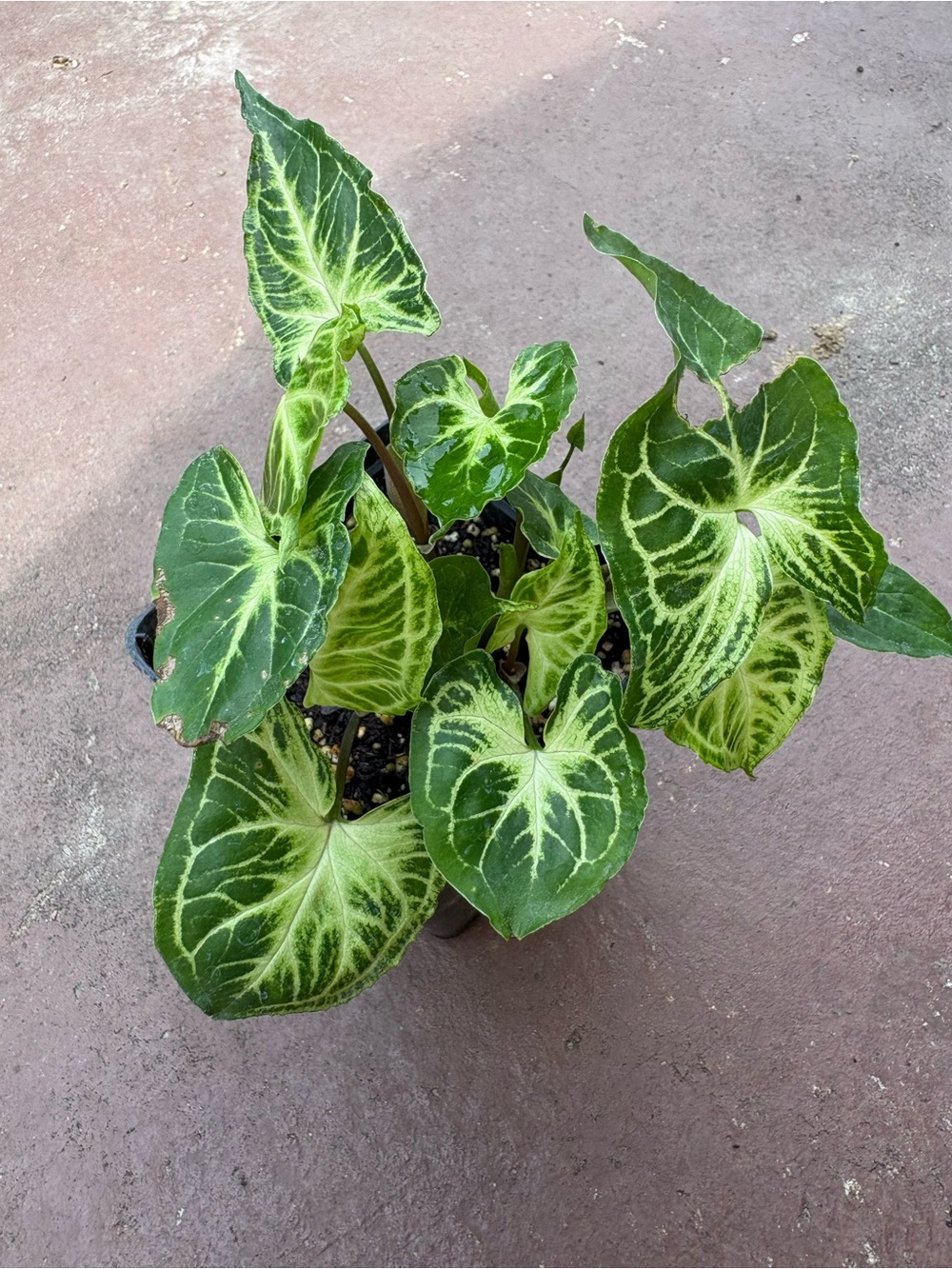 Syngonium Batik